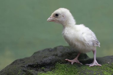 Yumurtadan yeni çıkmış bir hindinin şirin ve sevimli görüntüsü. Genellikle et tüketimi için insanlar tarafından beslenen bu kuşun bilimsel adı Meleagris Dörtnala 'dır..