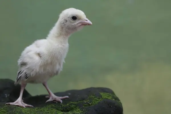 stock image The cute and adorable appearance of a baby turkey that has just hatched from an egg. This bird, which is usually bred by humans for meat consumption, has the scientific name Meleagris gallopavo.