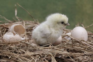 Yumurtadan yeni çıkmış ipeksi bir civcivin sevimli ve sevimli görüntüsü. Bu hayvanın bilimsel adı Gallus gallus domesticus..