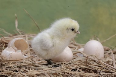 Yumurtadan yeni çıkmış ipeksi bir civcivin sevimli ve sevimli görüntüsü. Bu hayvanın bilimsel adı Gallus gallus domesticus..