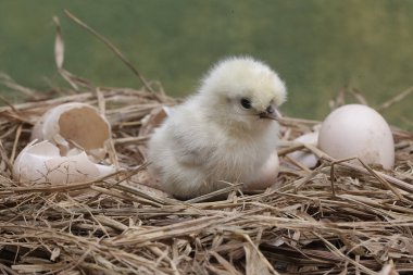 Yumurtadan yeni çıkmış ipeksi bir civcivin sevimli ve sevimli görüntüsü. Bu hayvanın bilimsel adı Gallus gallus domesticus..