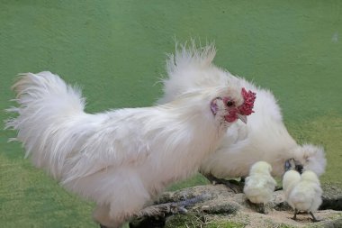 Bir çift yetişkin ipek civciv yumurtadan yeni çıkmış yavrularına bakarken yosun kaplı bir kayanın üzerinde yiyecek arıyorlar. Bu hayvanın bilimsel adı Gallus gallus domesticus..