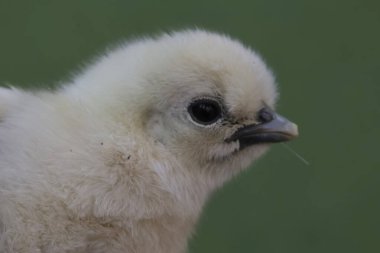 Yumurtadan yeni çıkmış ipeksi bir civcivin sevimli ve sevimli görüntüsü. Bu hayvanın bilimsel adı Gallus gallus domesticus..