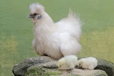 Yetişkin bir dişi ipek tavuk yumurtadan yeni çıkmış yavrularına büyük bir sevgiyle bakıyor. Bu hayvanın bilimsel adı Gallus gallus domesticus..