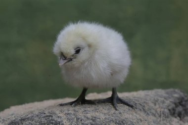 Yumurtadan yeni çıkmış ipeksi bir civcivin sevimli ve sevimli görüntüsü. Bu hayvanın bilimsel adı Gallus gallus domesticus..