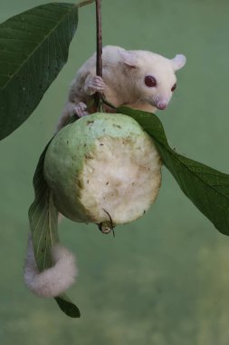 Bir albino şeker planörü guava meyvesi yiyor. Bu keseli memelinin bilimsel adı Petaurus Breviceps..