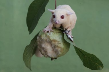 Bir albino şeker planörü bir guava ağacının dalında yaygın bir güneş lekesi avlıyor. Bu keseli memelinin bilimsel adı Petaurus Breviceps..