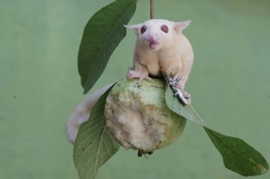 Bir albino şeker planörü bir guava ağacının dalında yaygın bir güneş lekesi avlıyor. Bu keseli memelinin bilimsel adı Petaurus Breviceps..