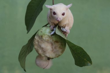 Bir albino şeker planörü bir guava ağacının dalında yaygın bir güneş lekesi avlıyor. Bu keseli memelinin bilimsel adı Petaurus Breviceps..