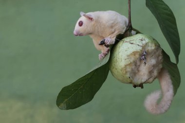 Bir albino şeker planörü bir guava ağacının dalında yaygın bir güneş lekesi avlıyor. Bu keseli memelinin bilimsel adı Petaurus Breviceps..