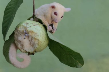 Bir albino şeker planörü bir guava ağacının dalında yaygın bir güneş lekesi avlıyor. Bu keseli memelinin bilimsel adı Petaurus Breviceps..