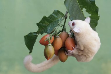 Bir albino şeker planörü fıstık ezmesi yiyor. Bu keseli memelinin bilimsel adı Petaurus Breviceps..