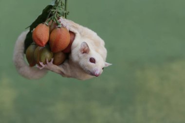 Bir albino şeker planörü fıstık ezmesi yiyor. Bu keseli memelinin bilimsel adı Petaurus Breviceps..