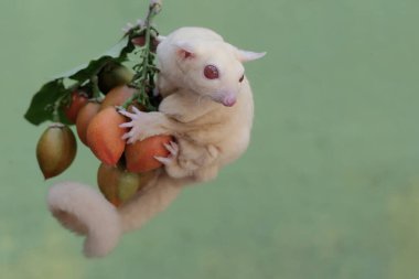 Bir albino şeker planörü fıstık ezmesi yiyor. Bu keseli memelinin bilimsel adı Petaurus Breviceps..