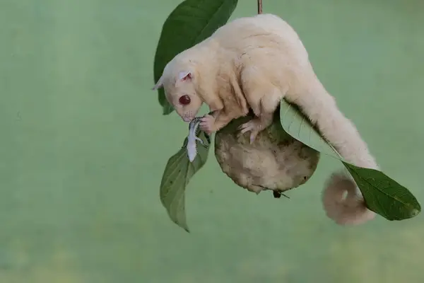 stock image An albino sugar glider is preying on a common sun skink on a branch of a guava tree. This marsupial mammal has the scientific name Petaurus breviceps.