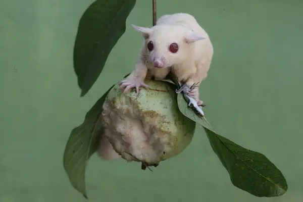 stock image An albino sugar glider is preying on a common sun skink on a branch of a guava tree. This marsupial mammal has the scientific name Petaurus breviceps.
