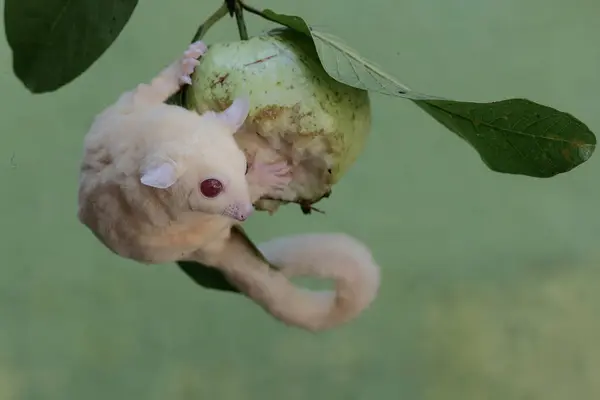 Planador Açúcar Albino Está Comendo Uma Fruta Goiaba Este Mamífero Imagem De Stock