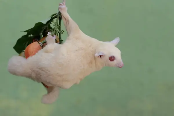 Ein Albino Zuckersegler Isst Erdnussbutter Dieses Beuteltier Trägt Den Wissenschaftlichen lizenzfreie Stockfotos