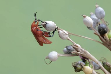 Kızıl saçlı bir kardinal böceği çalılıklarda yiyecek arıyor. Bu güzel renkli böceğin bilimsel adı Pyrochroa Serraticornis..