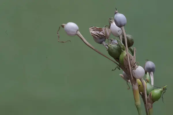 Die Schönheit Der Chinesischen Perlpflanze Zweige Mit Früchten Gefüllt Diese — Stockfoto