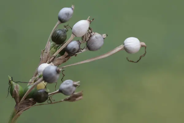 美丽的中国珍珠植物枝条充满了果实 这种植物的学名是Coix Lacryma Jobi — 图库照片