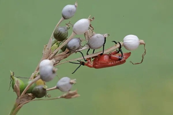 一只红头发的红头甲虫正在灌木丛中寻找食物 这种美丽的彩色昆虫的学名是Pyrochroa Serraticornis — 图库照片