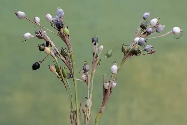 美丽的中国珍珠植物枝条充满了果实 这种植物的学名是Coix Lacryma Jobi — 图库照片