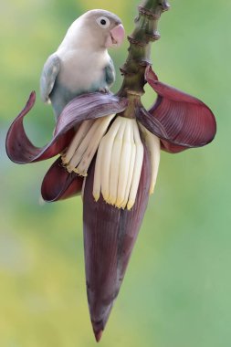 Bir aşk kuşu yabani muz çiçekleri yiyor. Gerçek aşkın sembolü olarak kullanılan bu kuşun bilimsel adı Agapornis fischeri..