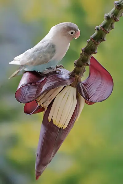 Ein Turteltaube Frisst Bananenblüten Die Wild Wachsen Dieser Vogel Der lizenzfreie Stockfotos