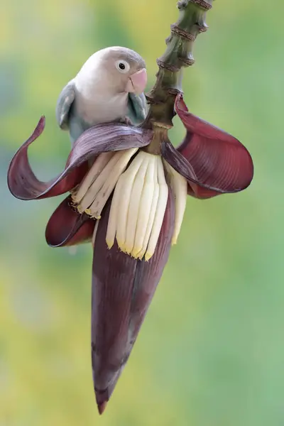 Pombinho Está Comendo Flores Banana Que Crescem Selvagens Este Pássaro Imagem De Stock