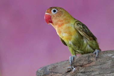 Bir aşk kuşu kuru bir ağaç gövdesine tünemiş. Gerçek aşkın sembolü olarak kullanılan bu kuşun bilimsel adı Agapornis fischeri..