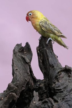 Bir aşk kuşu kuru bir ağaç gövdesine tünemiş. Gerçek aşkın sembolü olarak kullanılan bu kuşun bilimsel adı Agapornis fischeri..