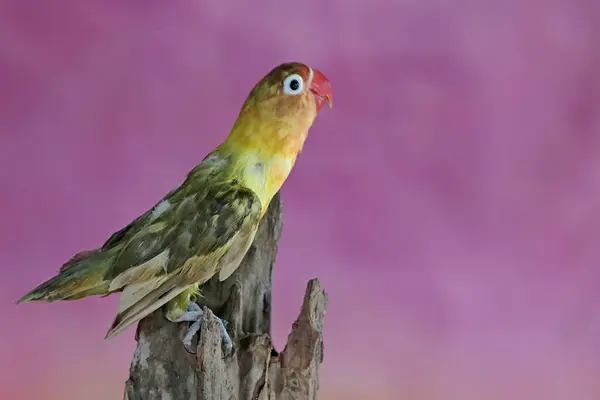 Ein Turteltaube Hockt Auf Einem Trockenen Baumstamm Dieser Vogel Der lizenzfreie Stockbilder