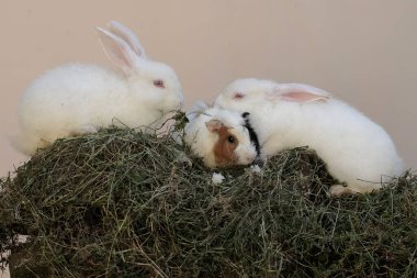 Kobay fareli bir çift tavşan taze ot yiyor. Bu kemirgenin bilimsel adı Lepus nigricollis..