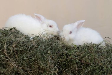 Bir çift tavşan taze ot yiyordu. Bu kemirgenin bilimsel adı Lepus nigricollis..