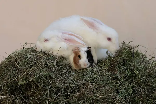 Ett Par Kaniner Med Ett Marsvin Äter Färskt Gräs Denna Stockfoto