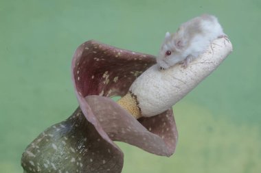 Bir Campbell cüce hamster kır çiçeğindeki küçük böcekleri avlıyor. Bu kemirgenin bilimsel adı Phodopus kampbelli..