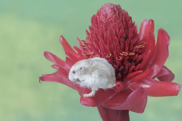 Hamster Anão Campbell Está Caçando Pequenos Insetos Uma Flor Gengibre Imagem De Stock