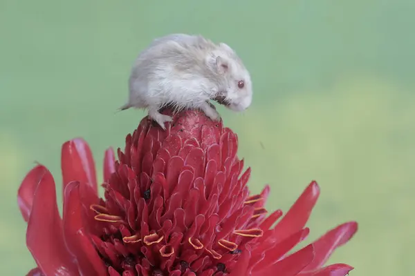 Hamster Anão Campbell Está Caçando Pequenos Insetos Uma Flor Gengibre Imagens Royalty-Free