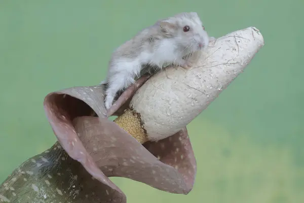 Hamster Anão Campbell Está Caçando Pequenos Insetos Uma Flor Silvestre Fotografia De Stock