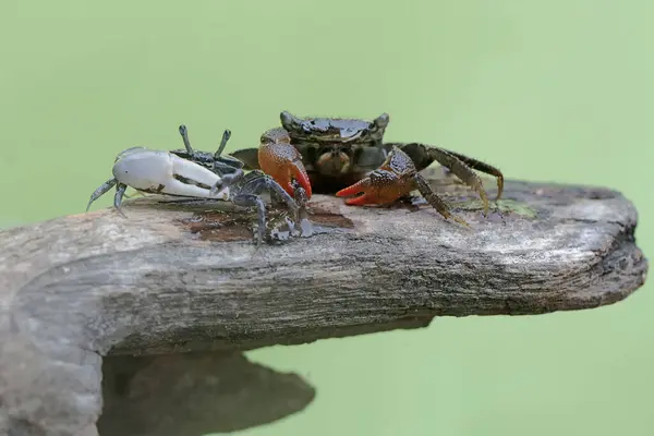 stock image A mangrove swimming crab (Perisesarma sp) and a fiddler crab (Uca sp) are hunting prey in weathered logs that have washed ashore in the estuary.