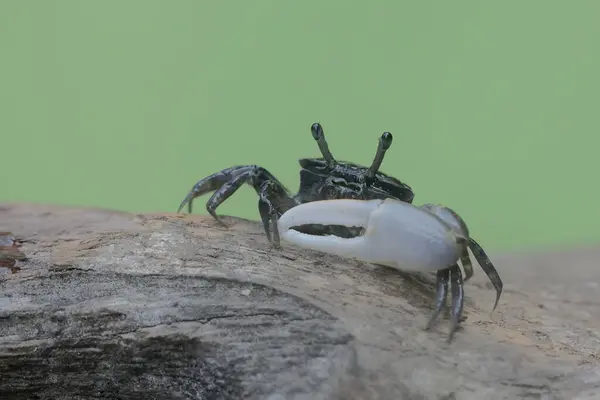 Crabe Violoneux Attend Ses Proies Dans Les Billes Endommagées Qui Images De Stock Libres De Droits