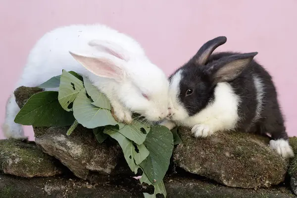 Pair Rabbits Eating Spinach Leaves Rock Overgrown Moss Rodent Has Stockbild