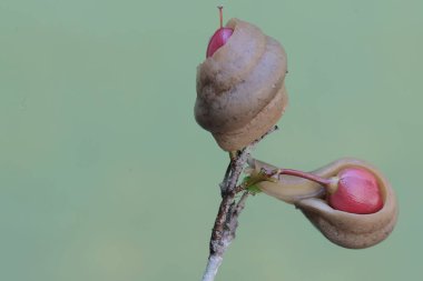 İki tarla sümüklüböceği kuş bakışı çiçeklerle besleniyor. Bu kabuksuz salyangozun bilimsel adı Deroceras reticulatum..