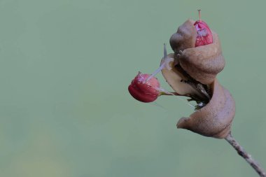 İki tarla sümüklüböceği kuş bakışı çiçeklerle besleniyor. Bu kabuksuz salyangozun bilimsel adı Deroceras reticulatum..