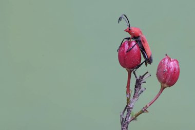 Uzun boynuzlu bir böcek olan Euryphagus lundii kuş gözü çalı çiçeklerinde yiyecek arıyor. Bu böceklerin larvaları genellikle odunları delip canlı kütüklere zarar verir..