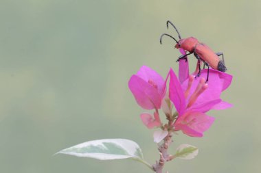 Uzun boynuzlu bir böcek olan Euryphagus lundii bir bougainvillea çiçeği üzerinde yiyecek arıyor. Bu böceklerin larvaları genellikle odunları delip canlı kütüklere zarar verir..