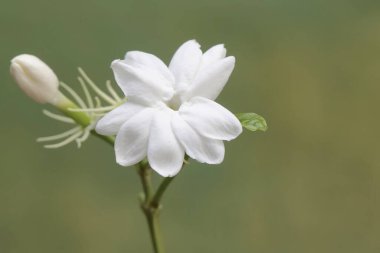 Yasemin çiçeklerinin güzelliği çiçek açmış. Bu saf, beyaz kokulu çiçeğin bilimsel adı Jasminum Sambac 'tır..