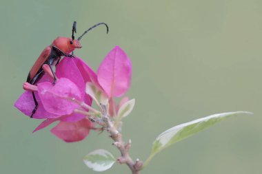 Uzun boynuzlu bir böcek olan Euryphagus lundii bir bougainvillea çiçeği üzerinde yiyecek arıyor. Bu böceklerin larvaları genellikle odunları delip canlı kütüklere zarar verir..