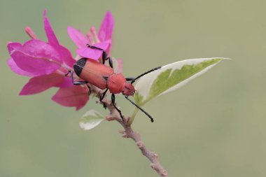 A longhorned beetle of the species Euryphagus lundii is looking for food on a bougainvillea flower. The larvae of these beetles usually drill into wood and can cause damage to living logs. clipart